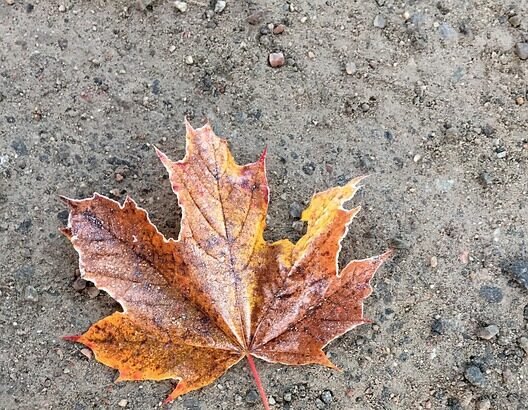 Taste of Portugal: Travel Tips for Food Lovers Exploring the Country